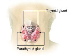 Primary Hyperparathyroidism an Underdiagnosed Condition