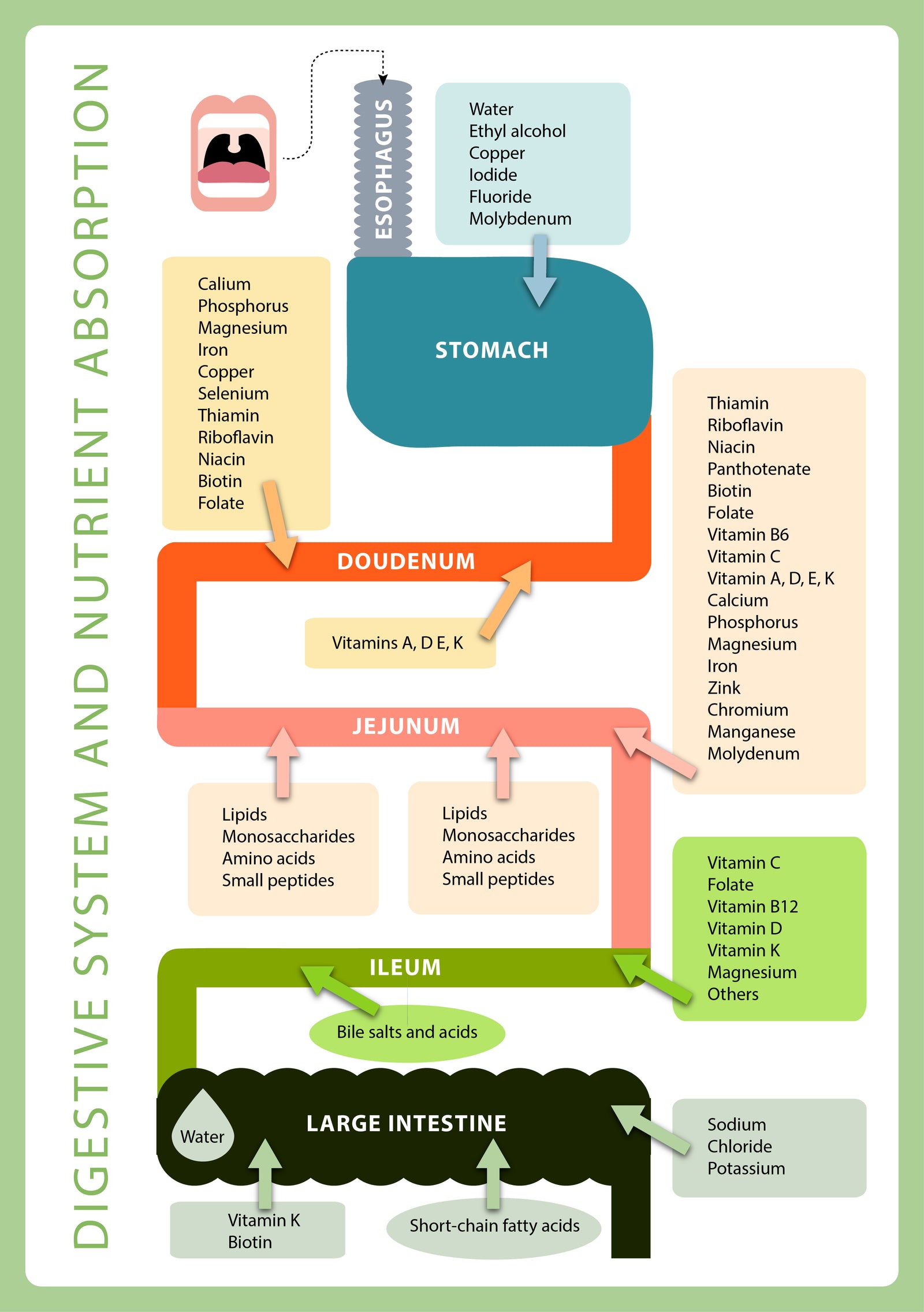 Demystifying digestive symptoms, prebiotics and probiotics